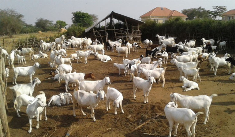 goats-1